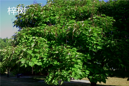 Catalpa trunk