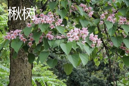 Catalpa leaf