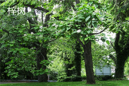 Catalpa leaf