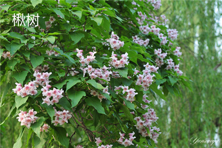 Catalpa flower