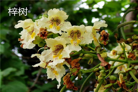 Catalpa flower