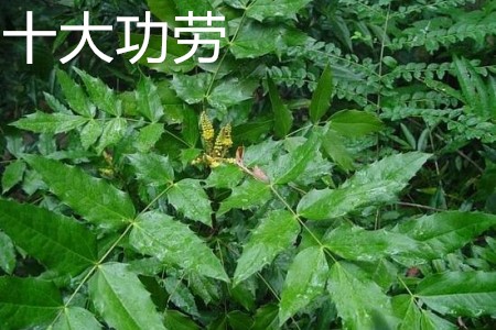 Ten Mahonia leaves