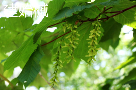 Acer Jianshi