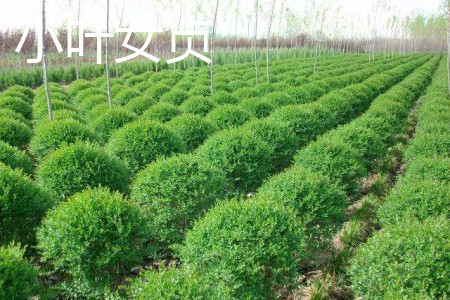 Ligustrum lucidum 11