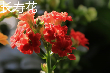 Longevity flower