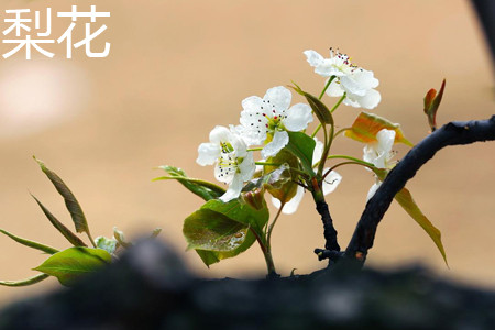 Pear Blossom