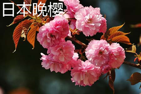 Oriental Cherry