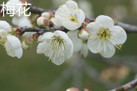 Plum blossom