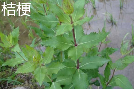 Chinese bellflower