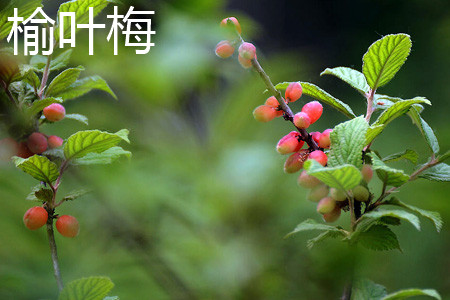 flowering plum