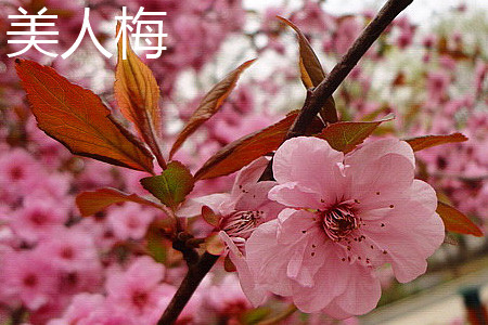 Prunus mume Meiren