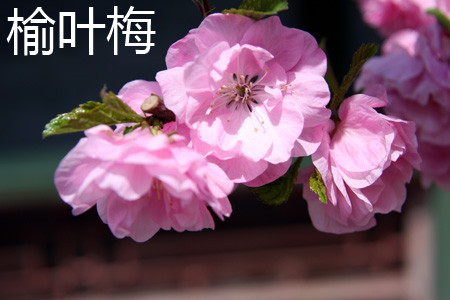 flowering plum