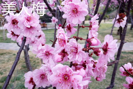 Prunus mume Meiren