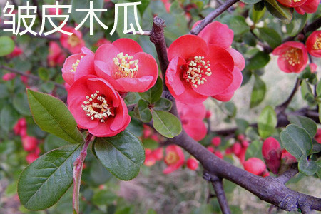 chaenomeles speciosa 