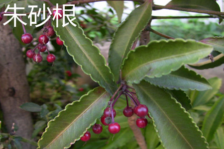 Ardisia crenata