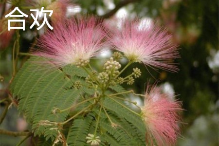 Acacia leaves jpg