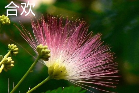 Acacia flowers jpg