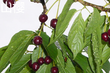 Cherry fruit jpg