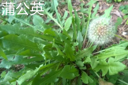 Dandelion leaves jpg