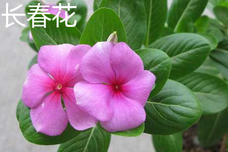 Catharanthus roseus 1 jpg