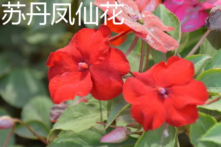 Impatiens walleriana 