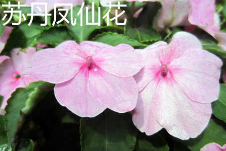 Impatiens walleriana 