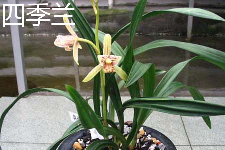 Four seasons orchid