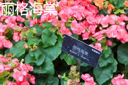 Rieger Begonia