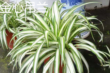 Chlorophytum