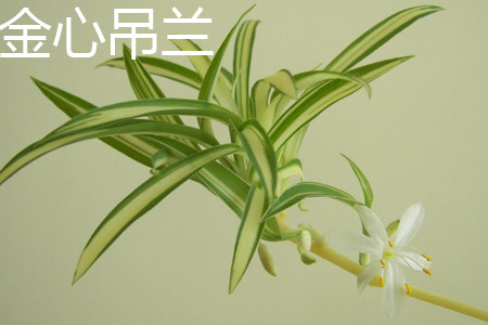 Chlorophytum