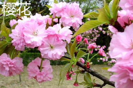 cherry blossoms