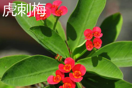 crown-of-thorns euphorbia