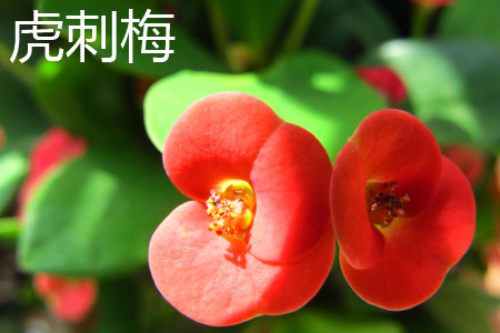 crown-of-thorns euphorbia