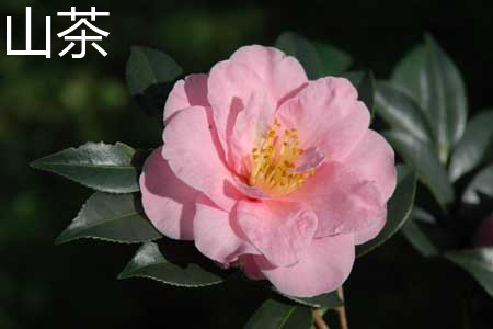 camellia