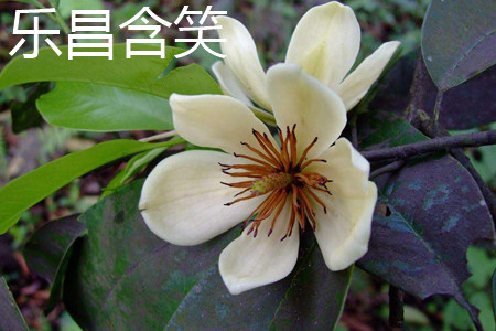 Michelia chapensis 