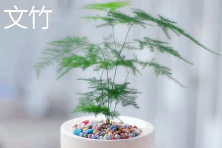 asparagus fern