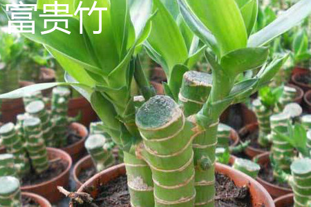 dracaena sanderiana