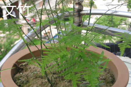 asparagus fern