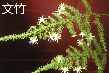 asparagus fern