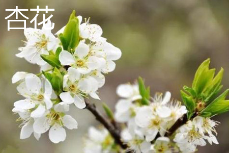 apricot flower