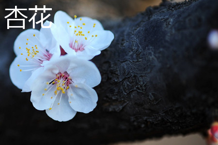 apricot flower