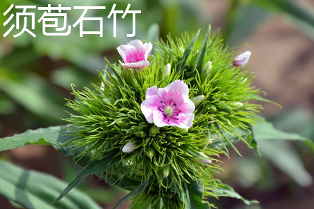 Phyllostachys pubescens