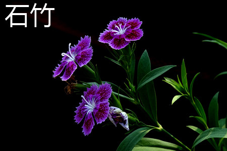 dianthus