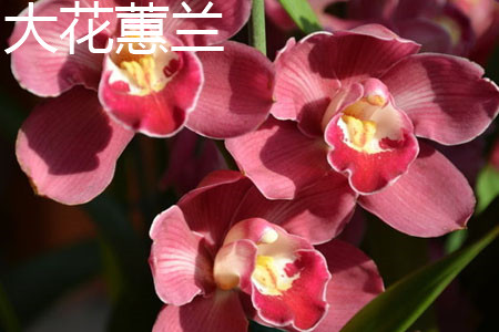 Cymbidium