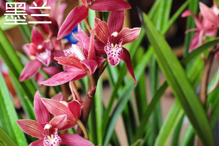 Chinese cymbidium