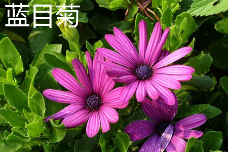 Blue eye chrysanthemum leaves jpg