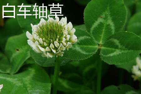 White clover