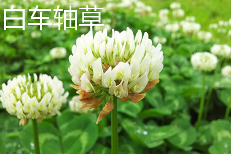 White clover