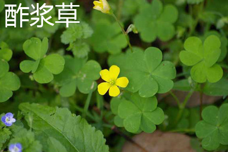 creeping oxalis