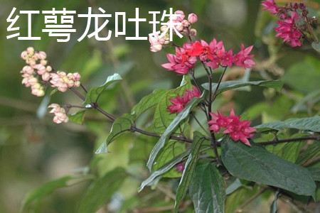 Clerodendrum speciosum 